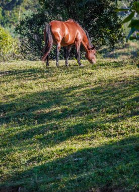 çayır üzerinde kahverengi at duran