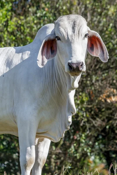 Bovins blancs de Zebu — Photo