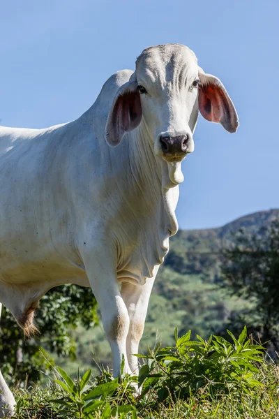Βοοειδή λευκά Zebu — Φωτογραφία Αρχείου