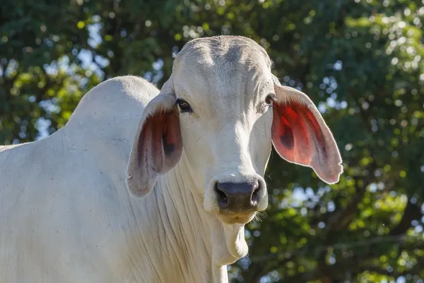 Skot bílý Zebu — Stock fotografie