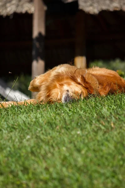 Dog Play on Lawn — стоковое фото