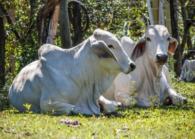 Zebu sığır