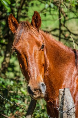çayır üzerinde kahverengi at duran
