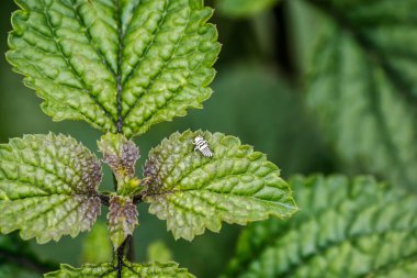 mercanköşk yaprak üzerinde solucan