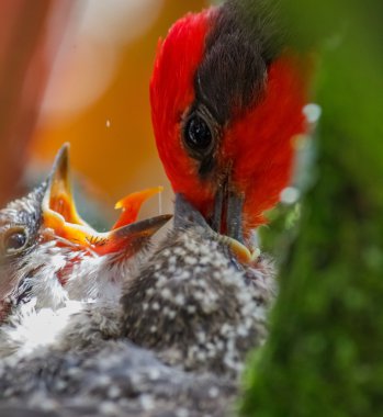 Annesi tarafından beslenen robin kuşlar