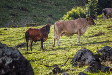 padok otlatma sığır