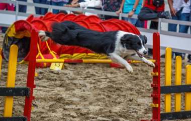 Eğitimli köpekler onun becerilerini gösterilen