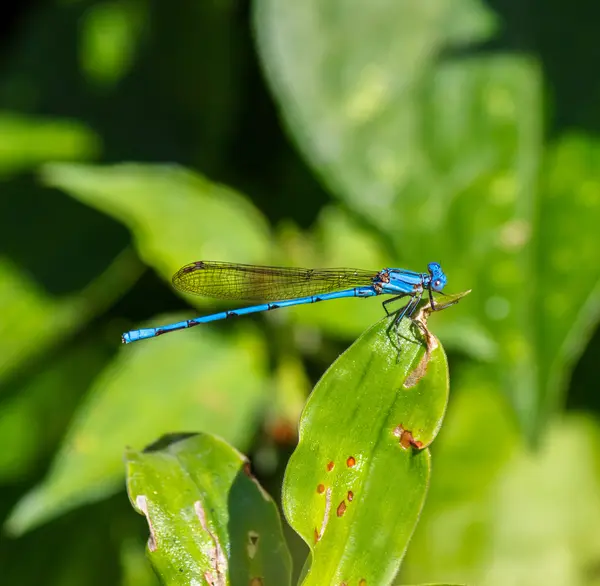 Μπλε dragonfly — Φωτογραφία Αρχείου