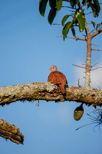 Paloma en el árbol — Foto de Stock