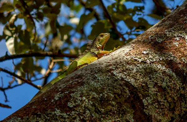 Színes Iguana fa ága — Stock Fotó
