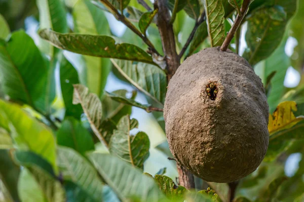 Ninho de favo de mel de vespa no ramo de árvore — Fotografia de Stock