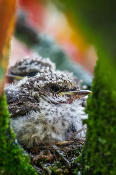 Robin Aves alimentadas por su madre — Foto de Stock