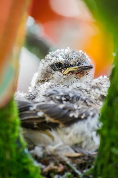 Robin Aves alimentadas por su madre — Foto de Stock