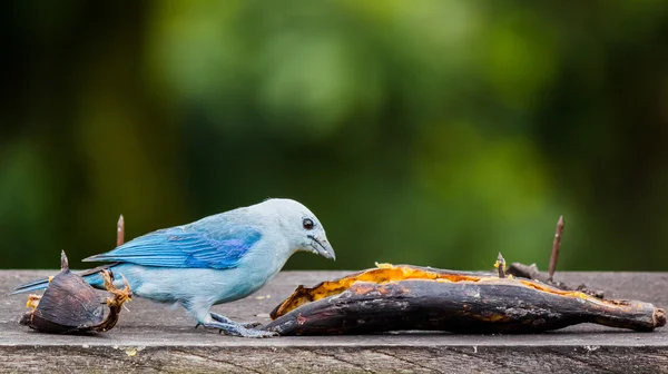 Pájaros azules alimentan plátano — Foto de Stock