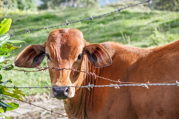 Pâturage des bovins dans le enclos — Photo