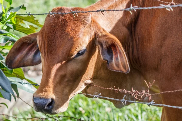 Pâturage des bovins dans le enclos — Photo