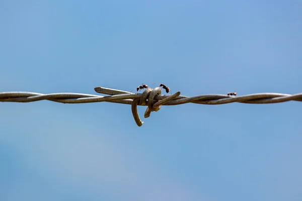 Exército de formigas sobre fio — Fotografia de Stock