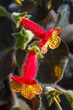 Tropikal egzotik çiçek