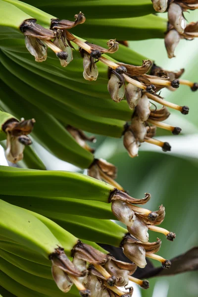 Bunch of Bananas — Stock Photo, Image