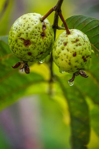 Çiğ ıslak guavas — Stok fotoğraf