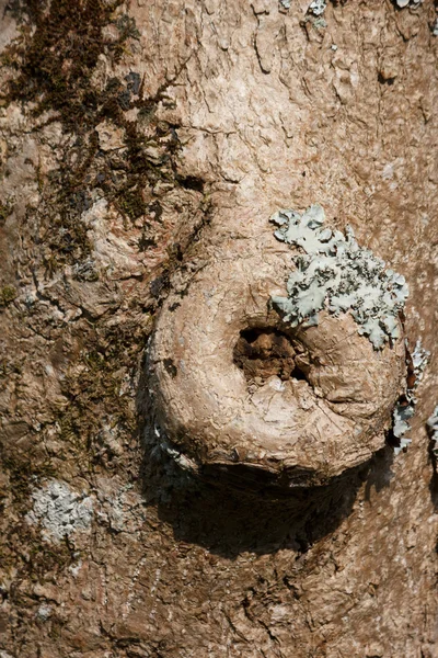 Nodo del tronco — Foto Stock