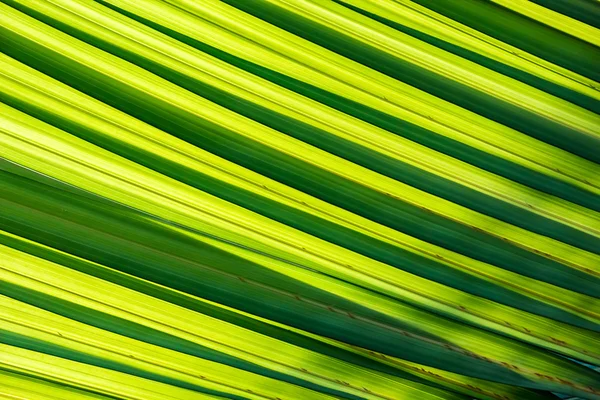 Translucent Leafs — Stock Photo, Image