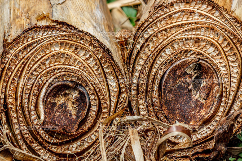 Banana Tree Trunk Cut — Stock Photo © juvelez 28289465