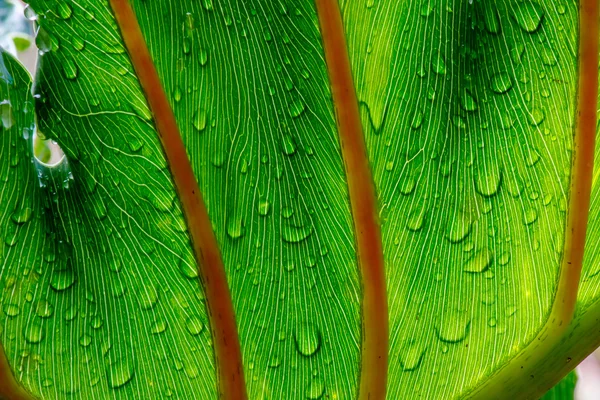 Translucent Leafs — Stock Photo, Image