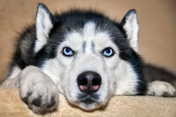 Perro Husky Siberiano Está Acostado Cama Cerca —  Fotos de Stock