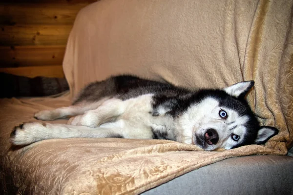남편은 소파에 고개를 돌립니다 시베리아 허스키 Sucka Husky 의아름다운 개이다 — 스톡 사진
