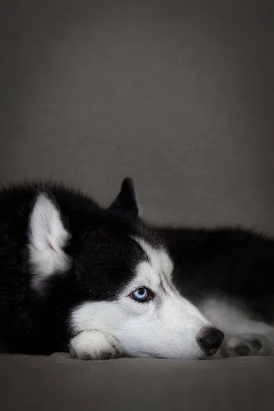 Sibirischer Husky Hund Liegt Auf Dem Bett Nahaufnahme — Stockfoto