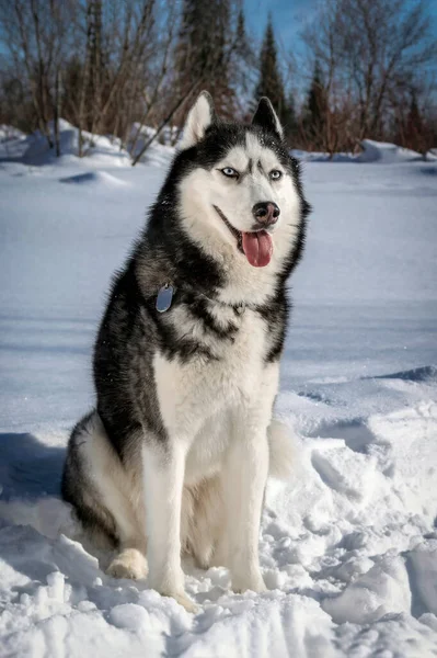 Adorable Perro Husky Siberiano Crianza Noche Invierno Bosque Soleado Imagen De Stock