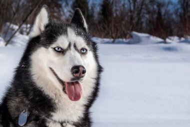 Güneşli, karla kaplı bir ormanın arka planında gülümseyen Sibirya köpeğinin kış portresi. Yakın plan.