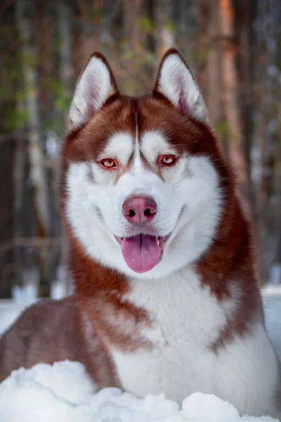 Portret Uśmiechnięty Czerwony Syberyjski Husky Dog Zimowym Lesie Śniegu Zbliżenie — Zdjęcie stockowe