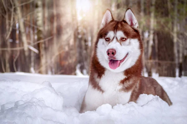 Bonito Cão Husky Siberiano Dia Ensolarado Neve Retrato Inverno Husky — Fotografia de Stock