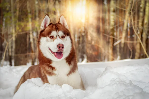 Belo Cão Vermelho Siberiano Husky Dia Ensolarado Neve Retrato Inverno — Fotografia de Stock