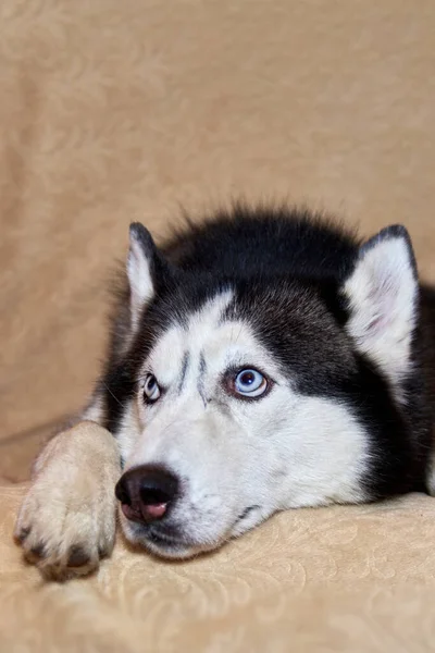 Πορτραίτο Ενός Σιβηριανού Σκυλιού Ξαπλωμένου Στον Καναπέ Γεροδεμένος Σκύλος Κοιτάζει — Φωτογραφία Αρχείου