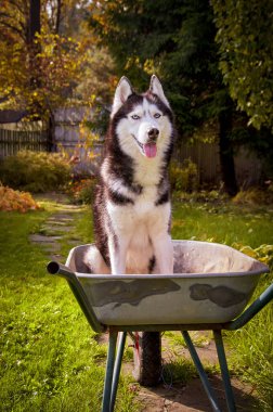 Sibirya köpeği bahçede bahçe arabasında oturur ve dili dışarı fırlamış bir şekilde gülümser.