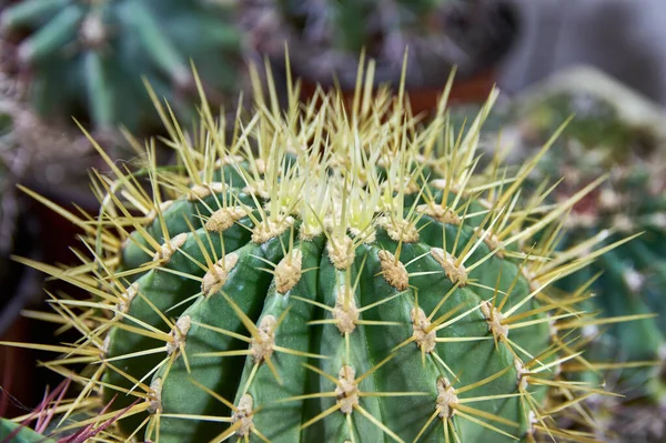 Stekelige Ronde Cactus Met Lange Gele Naalden — Stockfoto