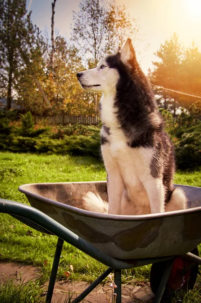 Syberyjski Pies Husky Siedzi Ogrodzie Taczki Ogrodzie Uśmiecha — Zdjęcie stockowe