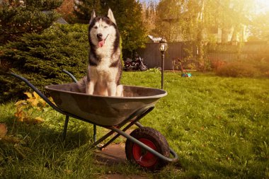 Sibirya köpeği bahçede bahçe arabasında oturur ve dili dışarı fırlamış bir şekilde gülümser.