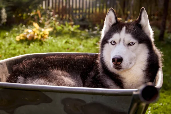 Siberian Husky Dog Lies Wheelbarrow Curled Handsome Pet Garden — Stock Photo, Image