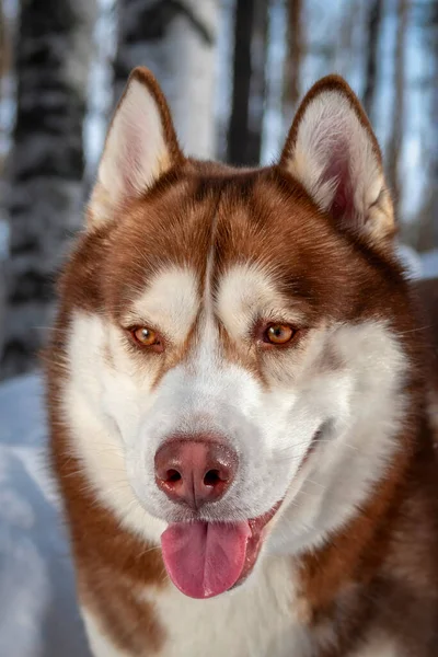 Porträtt Leende Röd Sibirisk Husky Hund Vinterskogen Snön Närbild — Stockfoto