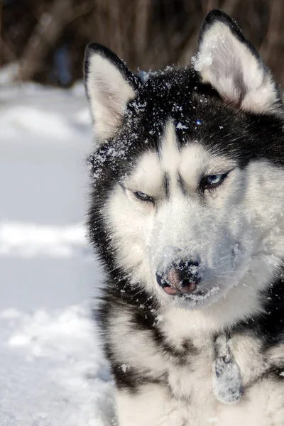 Mavi Gözlü Sibirya Köpeğinin Karla Kaplı Ağzı Köpeğin Yüzünde Kar — Stok fotoğraf