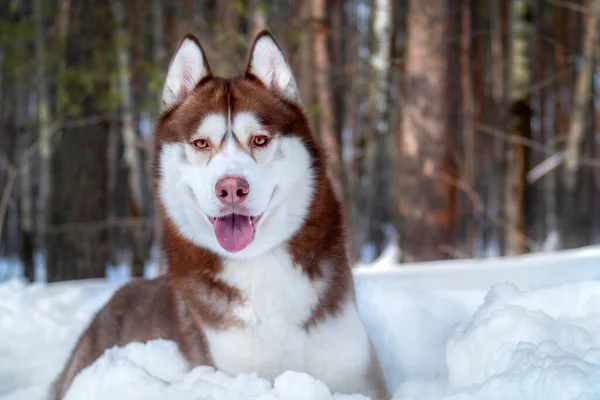 Imádnivaló Szibériai Husky Kutya Fajta Téli Napsütötte Erdőben Vörös Husky — Stock Fotó