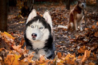 Sonbahar güneşli ormanında Sibirya köpeğinin portresi.
