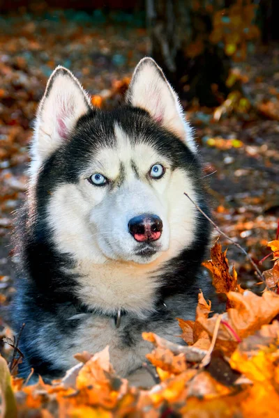 Retrato Siberian Husky Dog Outono Ensolarado Floresta — Fotografia de Stock