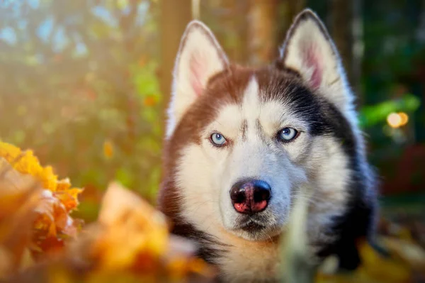 Hasky Perro Sienta Mira Alrededor Foto Alta Calidad Día Soleado Imágenes De Stock Sin Royalties Gratis