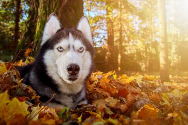 Sibirya Husky cinsinin yetişkin portresi. Sonbaharda güneşli sonbahar ormanlarında arka planda..