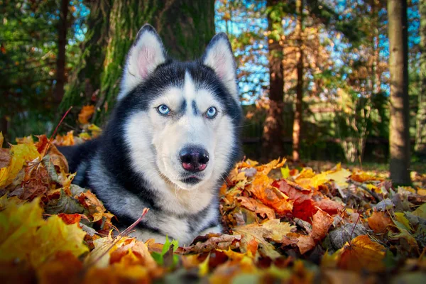 Siberian Husky Cão Deitado Nas Folhas Outono Amarelas — Fotografia de Stock